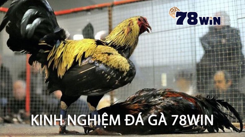 Bật mí kinh nghiệm đá gà 78win không nên bỏ qua