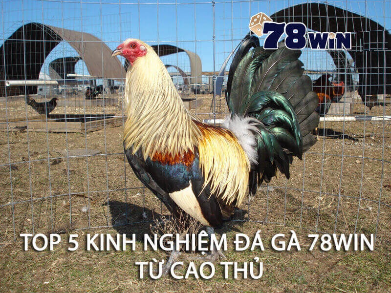 top 5 kinh nghiệm đá gà 78WIN từ cao thủ