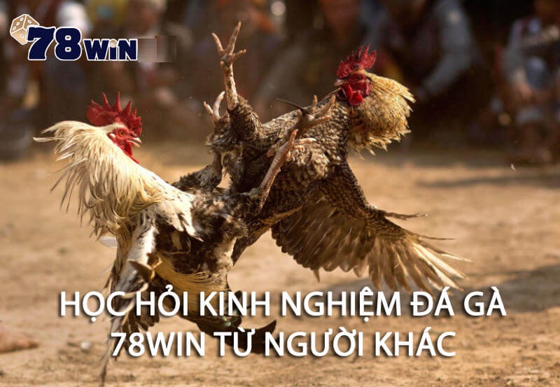 Học hỏi kinh nghiệm đá gà 78WIN từ người khác